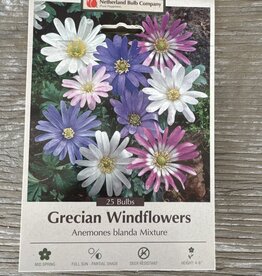 Netherland Bulb Company Anemone Windflower Mixture 20 /pack