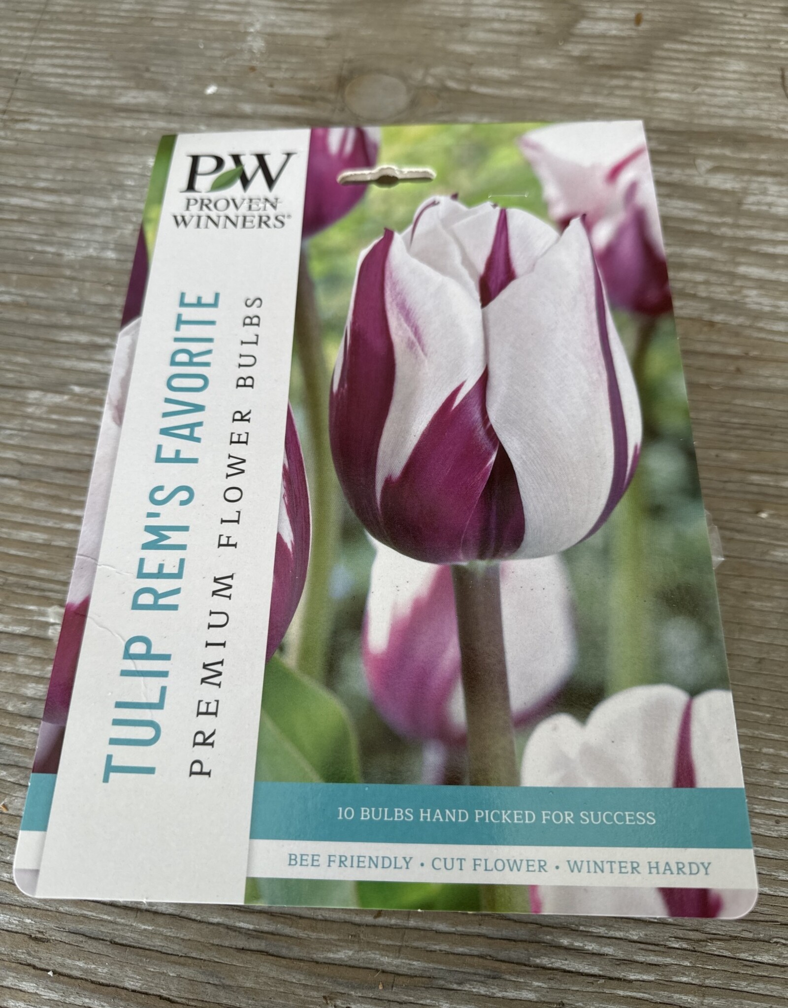 Netherland Bulb Company Tulip Rem's Favourite 8 /pack