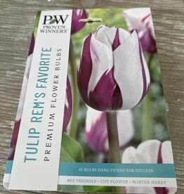 Netherland Bulb Company Tulip Rem's Favourite 8 /pack