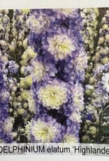 Gulley Greenhouse Delphinium e. Highlander Bolero #1