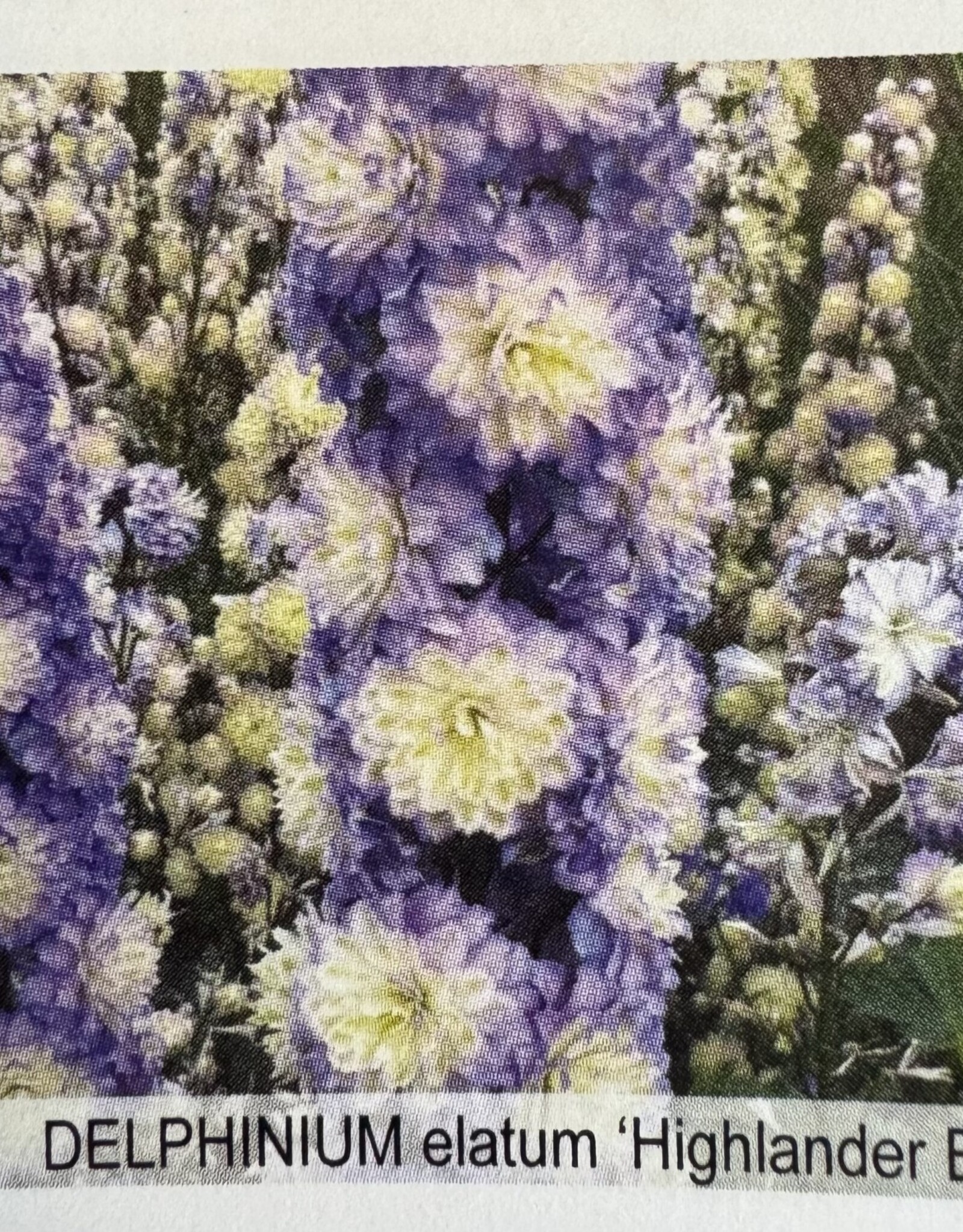 Gulley Greenhouse Delphinium e. Highlander Bolero #1