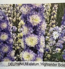Gulley Greenhouse Delphinium e. Highlander Bolero #1