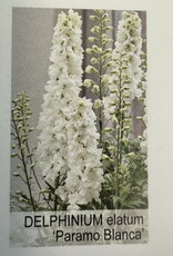 Gulley Greenhouse Delphinium e. 'Paramo Blanca #1