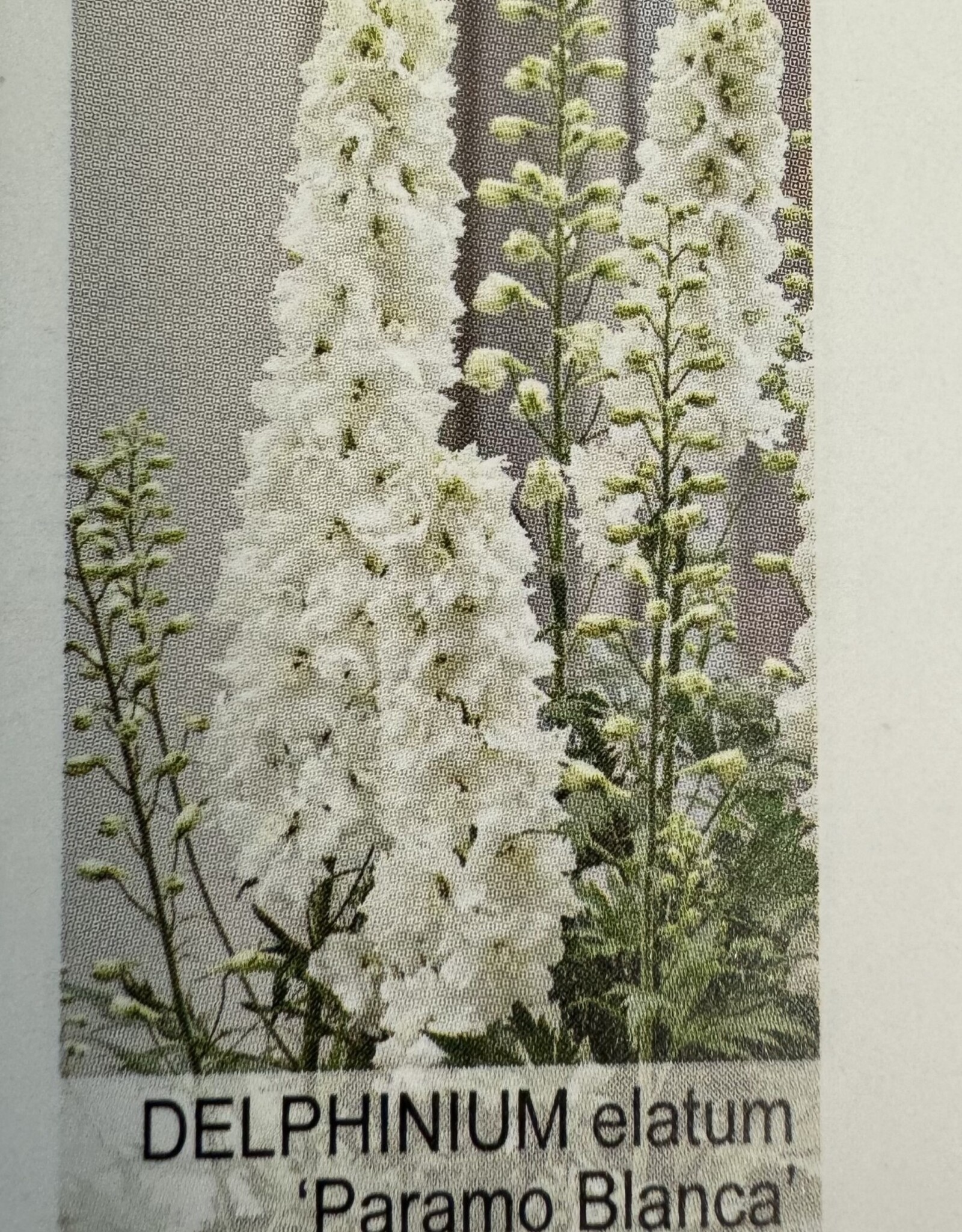 Gulley Greenhouse Delphinium e. 'Paramo Blanca #1