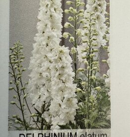 Gulley Greenhouse Delphinium e. 'Paramo Blanca #1