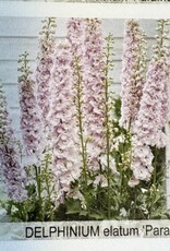 Gulley Greenhouse Delphinium e. 'Paramo Rosa #1