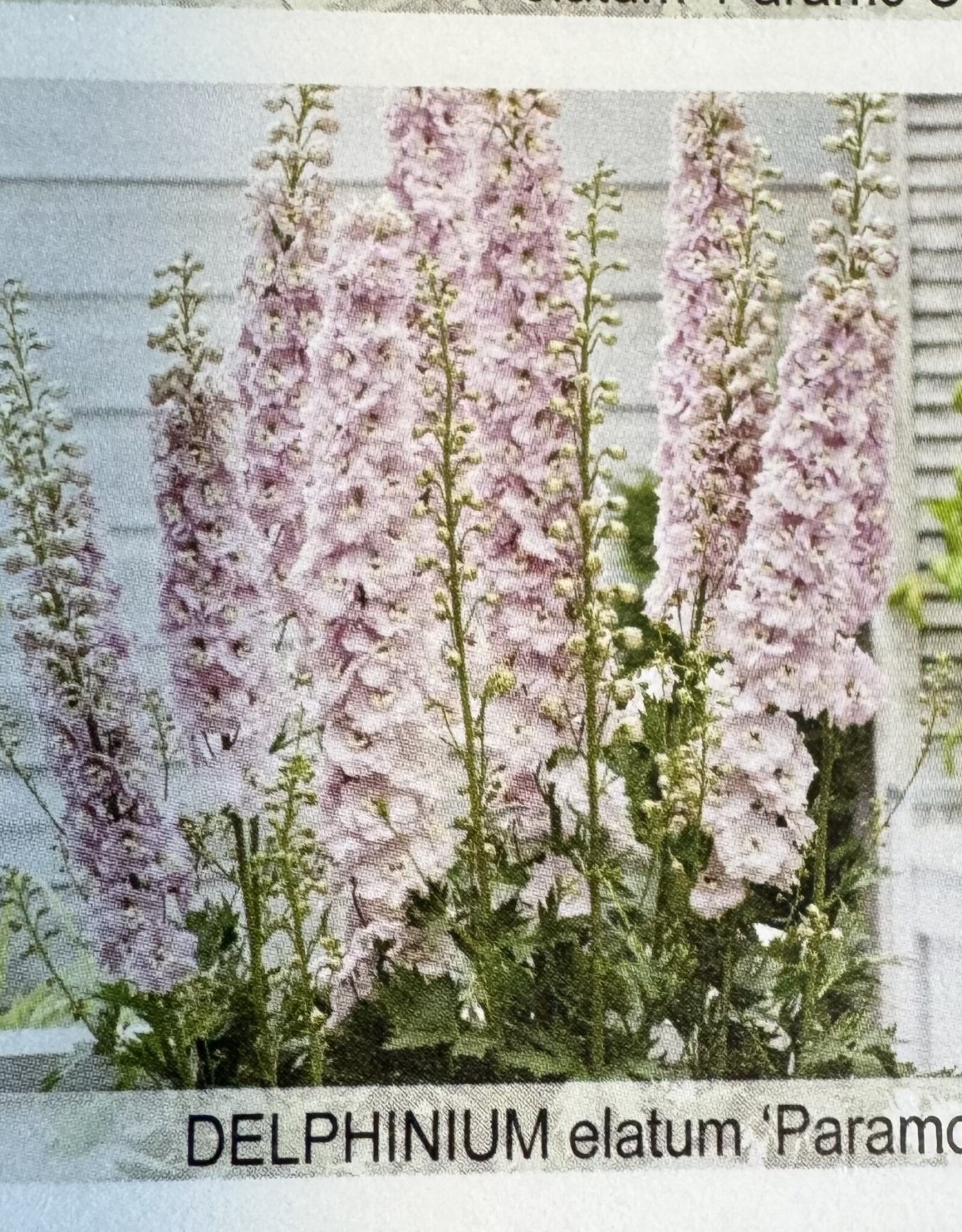 Gulley Greenhouse Delphinium e. 'Paramo Rosa #1