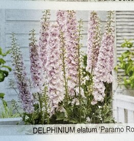 Gulley Greenhouse Delphinium e. 'Paramo Rosa #1