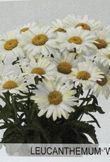 Gulley Greenhouse Leucanthemum s 'White Lion'  #1- Daisy