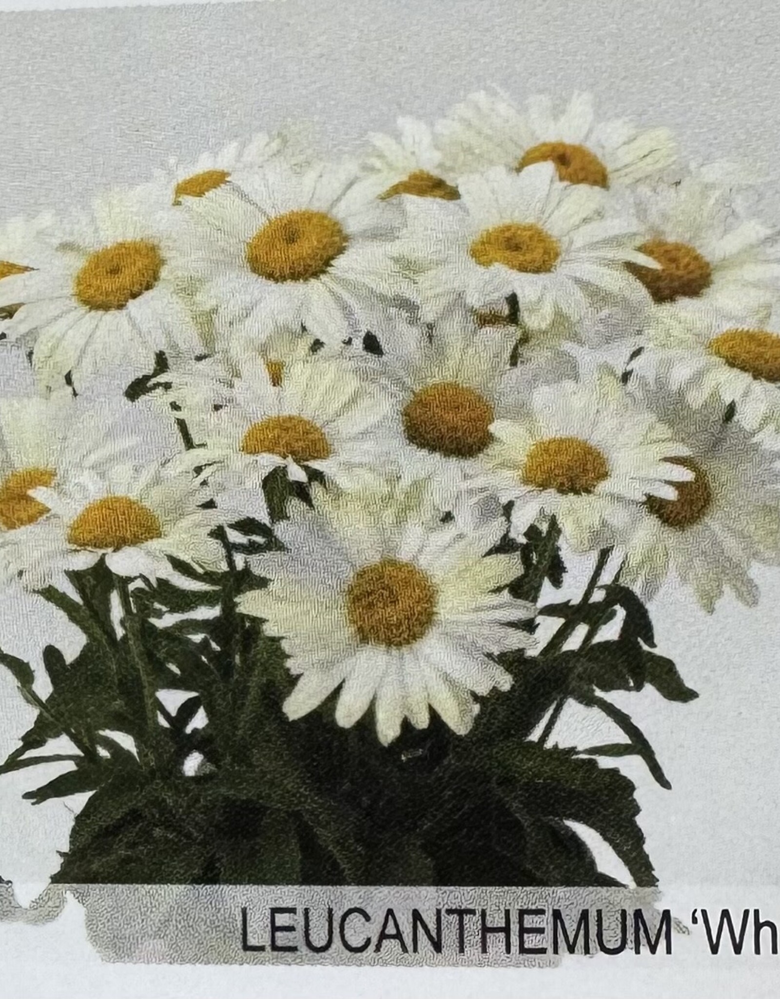 Gulley Greenhouse Leucanthemum s 'White Lion'  #1- Daisy