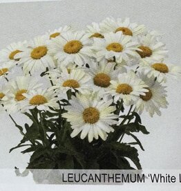 Gulley Greenhouse Leucanthemum s 'White Lion'  #1- Daisy