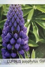 Gulley Greenhouse Lupinus Gallery Blue #  Lupine