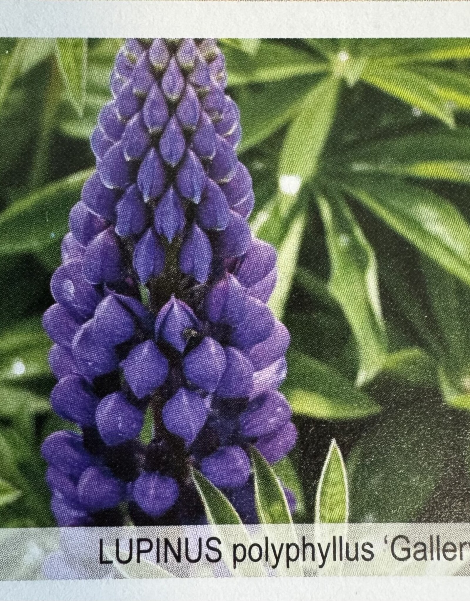 Gulley Greenhouse Lupinus Gallery Blue #  Lupine