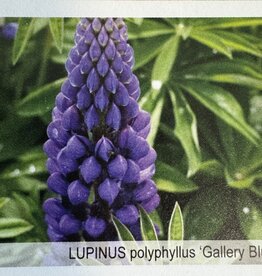 Gulley Greenhouse Lupinus Gallery Blue #  Lupine