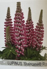 Gulley Greenhouse Lupinus Staircase Rose/White #1  Lupine