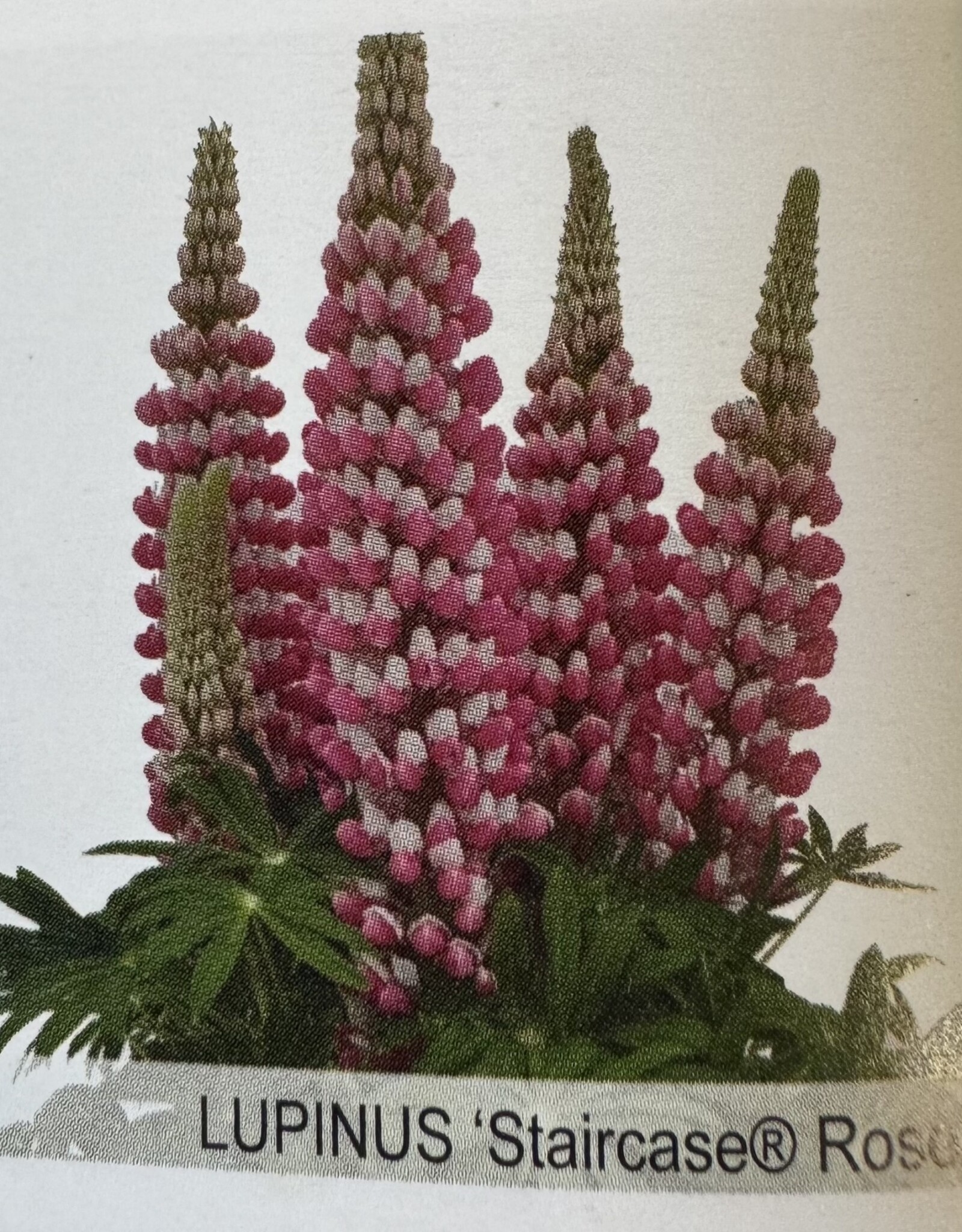 Gulley Greenhouse Lupinus Staircase Rose/White #1  Lupine