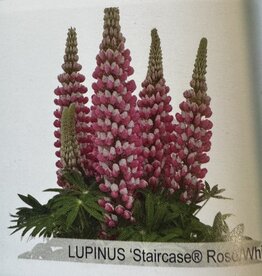 Gulley Greenhouse Lupinus Staircase Rose/White #1  Lupine