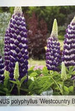 Gulley Greenhouse Lupinus polyphyllus 'Westcountry'  'Blacksmith'  Lupine #2