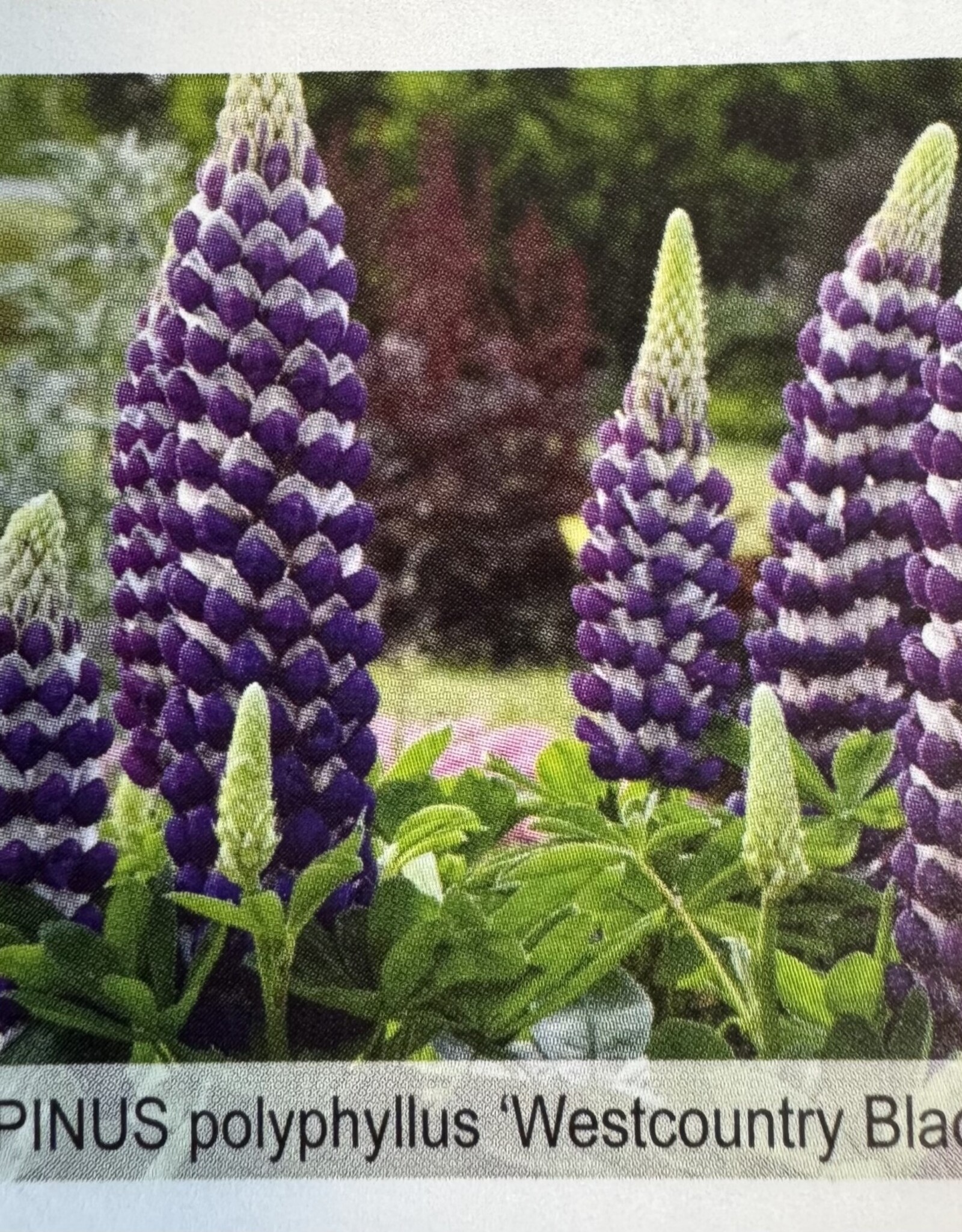 Gulley Greenhouse Lupinus polyphyllus 'Westcountry'  'Blacksmith'  Lupine #2