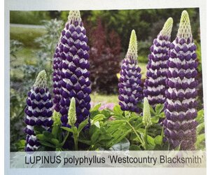Lupinus polyphyllus 'Westcountry' 'Blacksmith' Lupine #2 - Wagon Wheel
