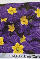 Gulley Greenhouse PRIMULA vulgaris ‘Oakleaf Blue’ 5.5in