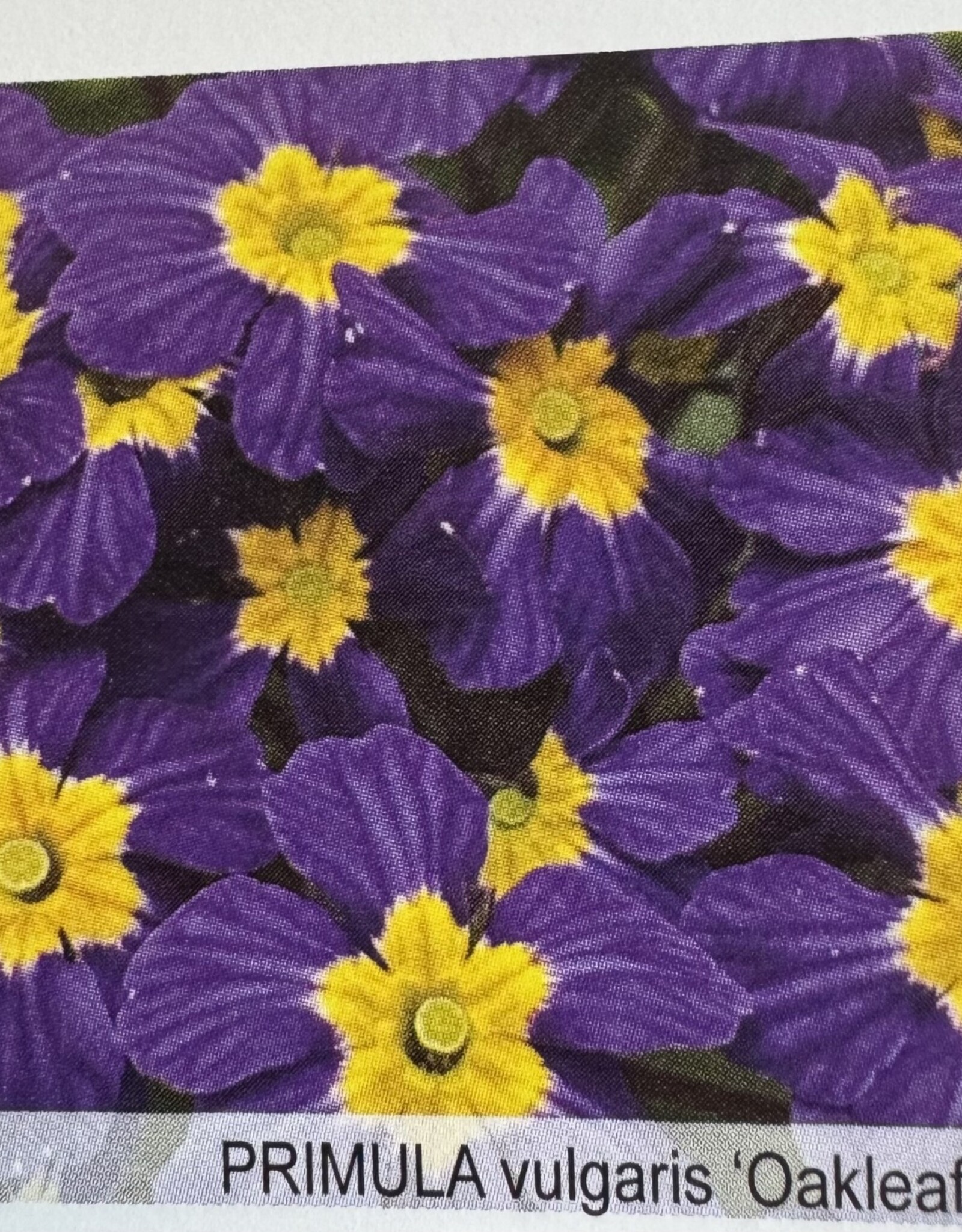 Gulley Greenhouse PRIMULA vulgaris ‘Oakleaf Blue’ 5.5in