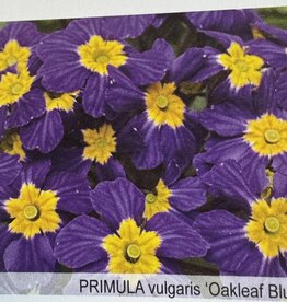 Gulley Greenhouse PRIMULA vulgaris ‘Oakleaf Blue’ 5.5in