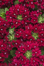 Proven Winners Verbena Superbena Royale® Romance PW 3.5 in Verbena