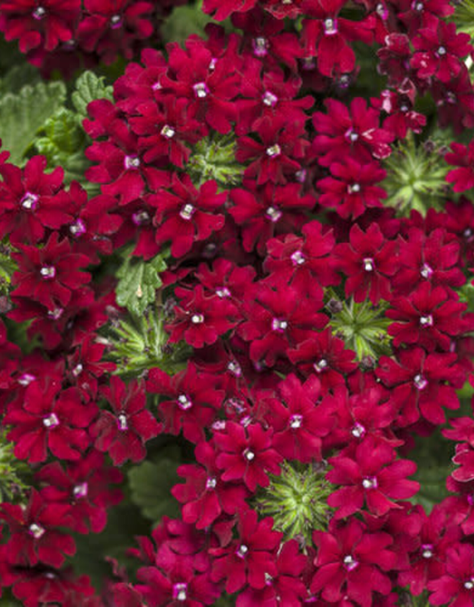 Proven Winners Verbena Superbena Royale® Romance PW 3.5 in Verbena