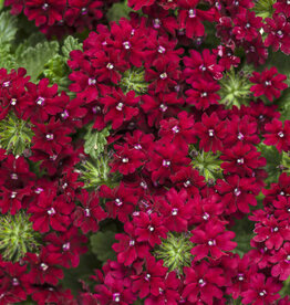 Proven Winners Verbena Superbena Royale® Romance PW 3.5 in Verbena