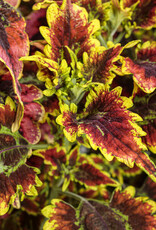 Proven Winners Coleus ColorBlaze® El Brighto  3.5 in PW Plectranthus