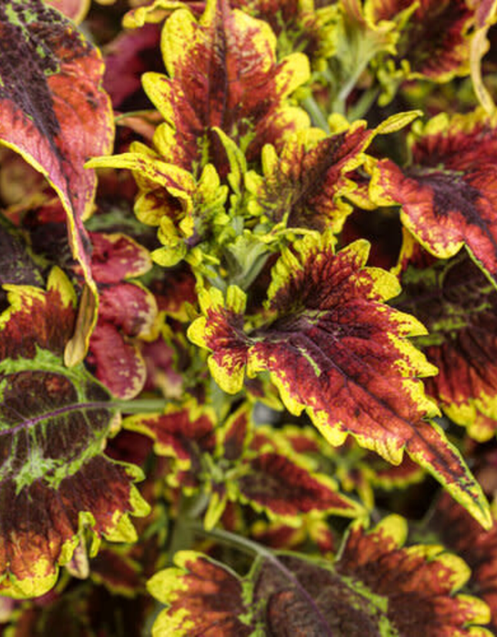 Proven Winners Coleus ColorBlaze® El Brighto  3.5 in PW Plectranthus