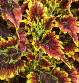 Proven Winners Coleus ColorBlaze® El Brighto  3.5 in PW Plectranthus