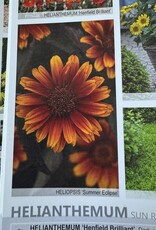 Walters Gardens Heliopsis helianthoides var. scabra Summer Eclipse' 5.5in