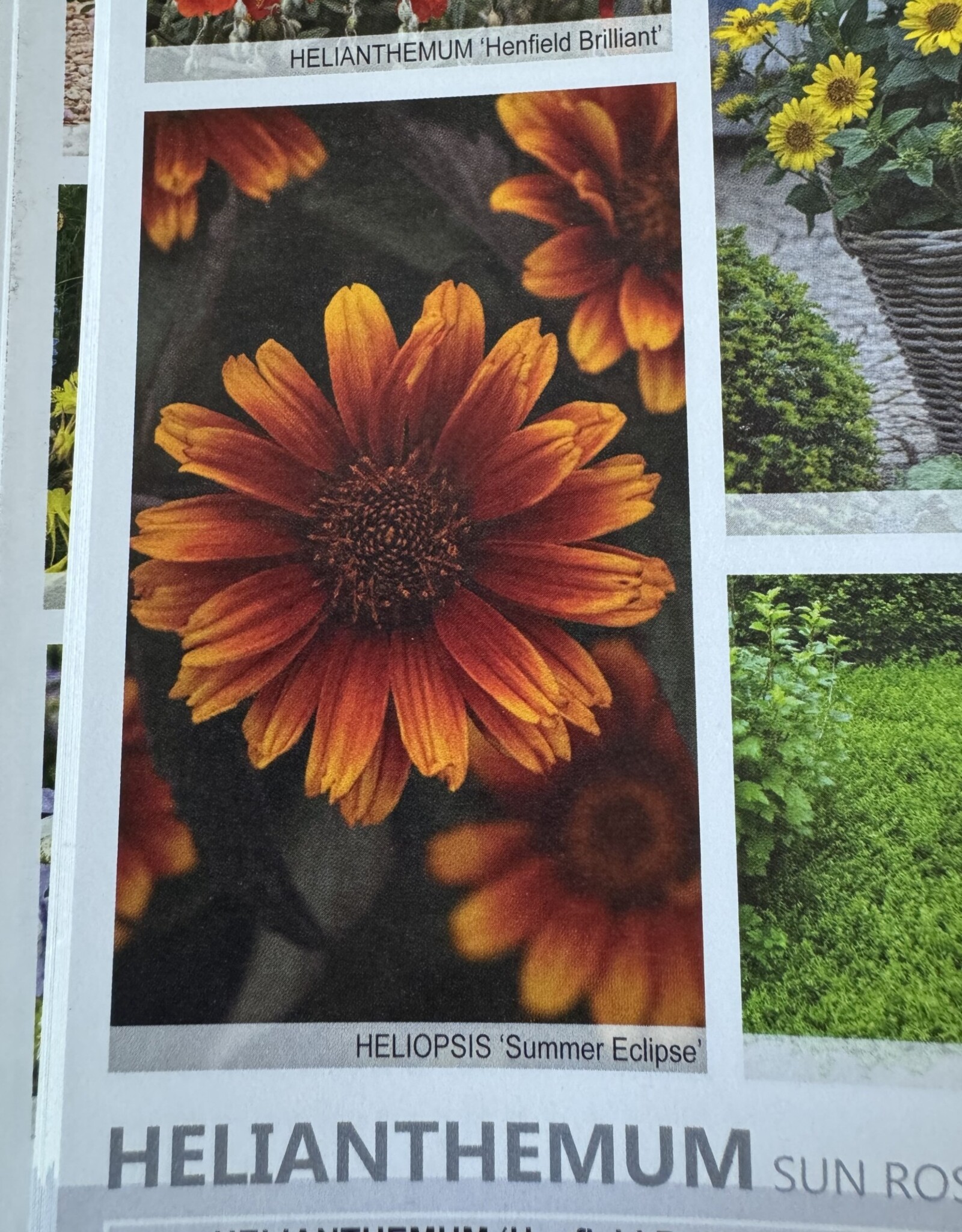 Walters Gardens Heliopsis helianthoides var. scabra Summer Eclipse' 5.5in