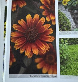 Walters Gardens Heliopsis helianthoides var. scabra Summer Eclipse' 5.5in