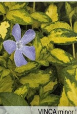 Gulley Greenhouse Vinca minor 'Illumination' 3.5inch - Periwinkle, Myrtle