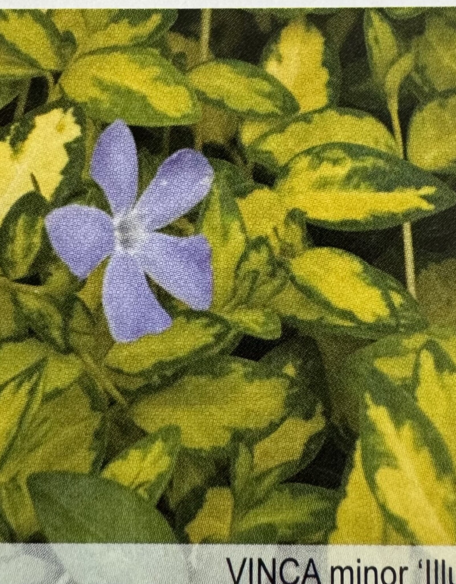 Gulley Greenhouse Vinca minor 'Illumination' 3.5inch - Periwinkle, Myrtle