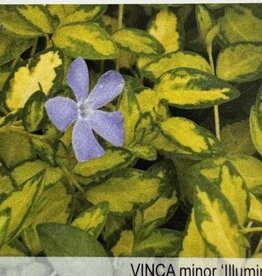 Gulley Greenhouse Vinca minor 'Illumination' 3.5inch - Periwinkle, Myrtle