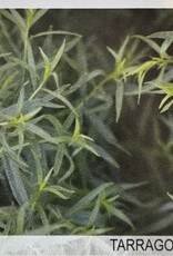 Gulley Greenhouse Tarragon French 3.5in Plant   GG