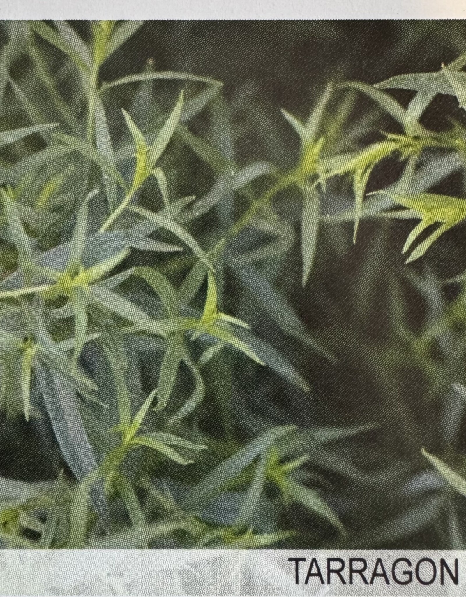 Gulley Greenhouse Tarragon French 3.5in Plant   GG