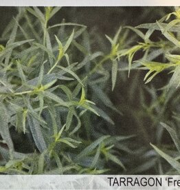 Gulley Greenhouse French Tarragon 3.5in Plant   GG