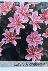 Gulley Greenhouse Lewisia longipetala 'Little Plum'  3.5 inch Perennial- Cliff Maids