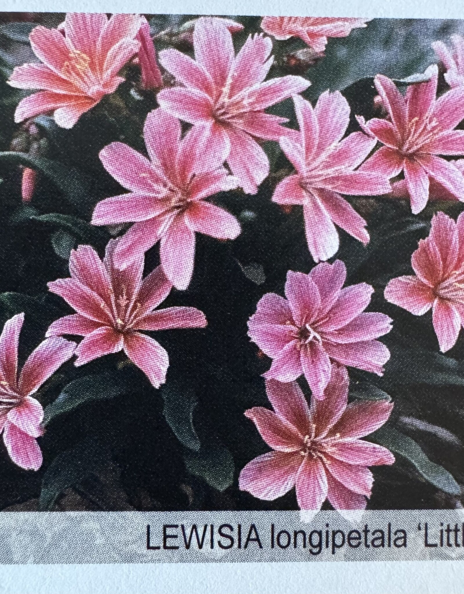 Gulley Greenhouse Lewisia longipetala 'Little Plum'  3.5 inch Perennial- Cliff Maids