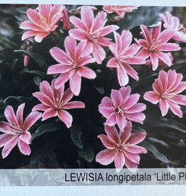 Gulley Greenhouse Lewisia longipetala 'Little Plum'  3.5 inch Perennial- Cliff Maids
