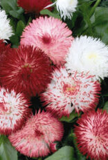 Gulley Greenhouse Bellis ‘Habanera Mix’ 5.5 in English Daisy