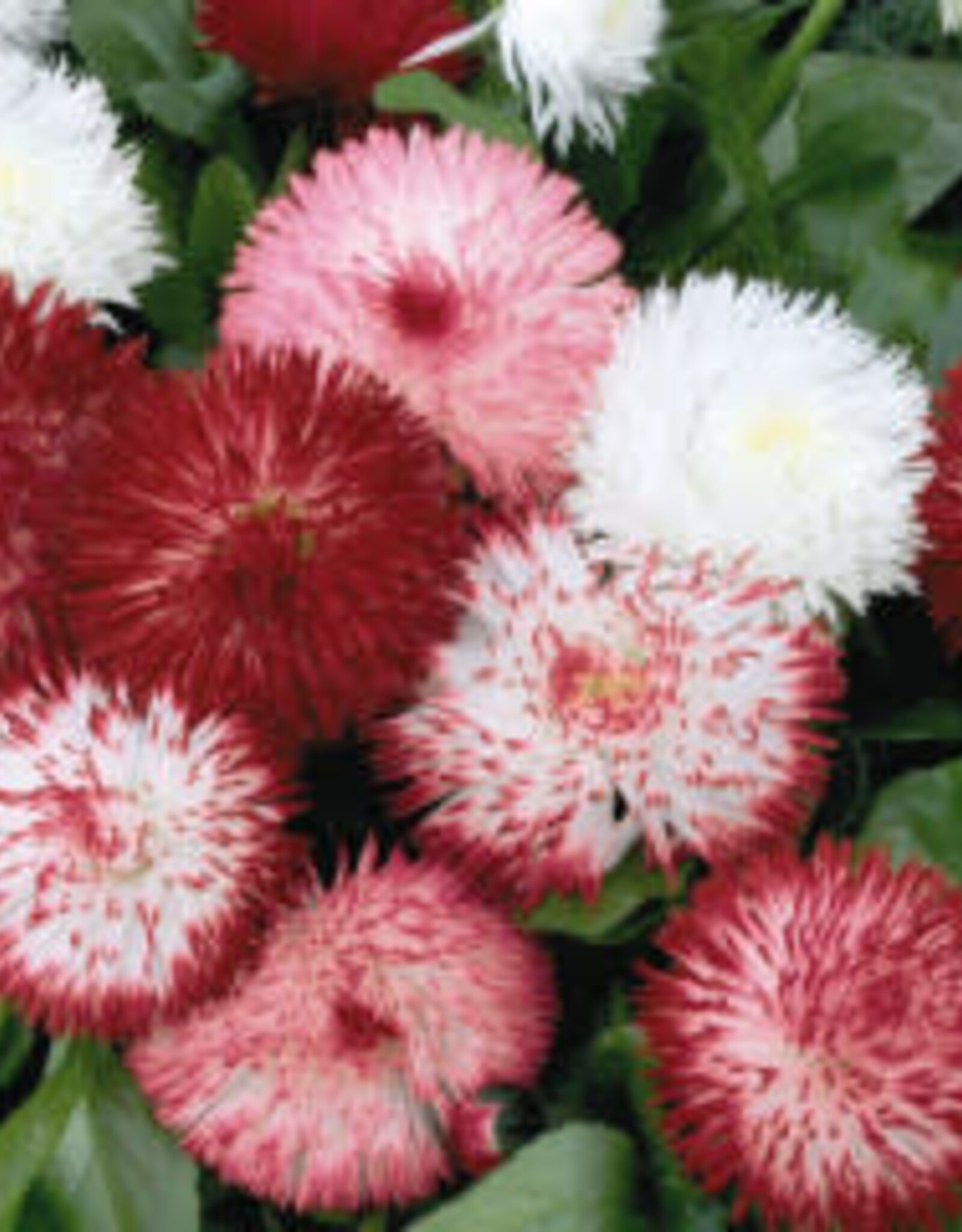 Gulley Greenhouse Bellis ‘Habanera Mix’ 5.5 in English Daisy