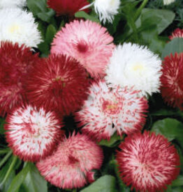 Gulley Greenhouse Bellis ‘Habanera Mix’ 5.5 in English Daisy