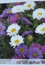 Gulley Greenhouse Aster alpinus 'Beauty Mix' 3.5 in