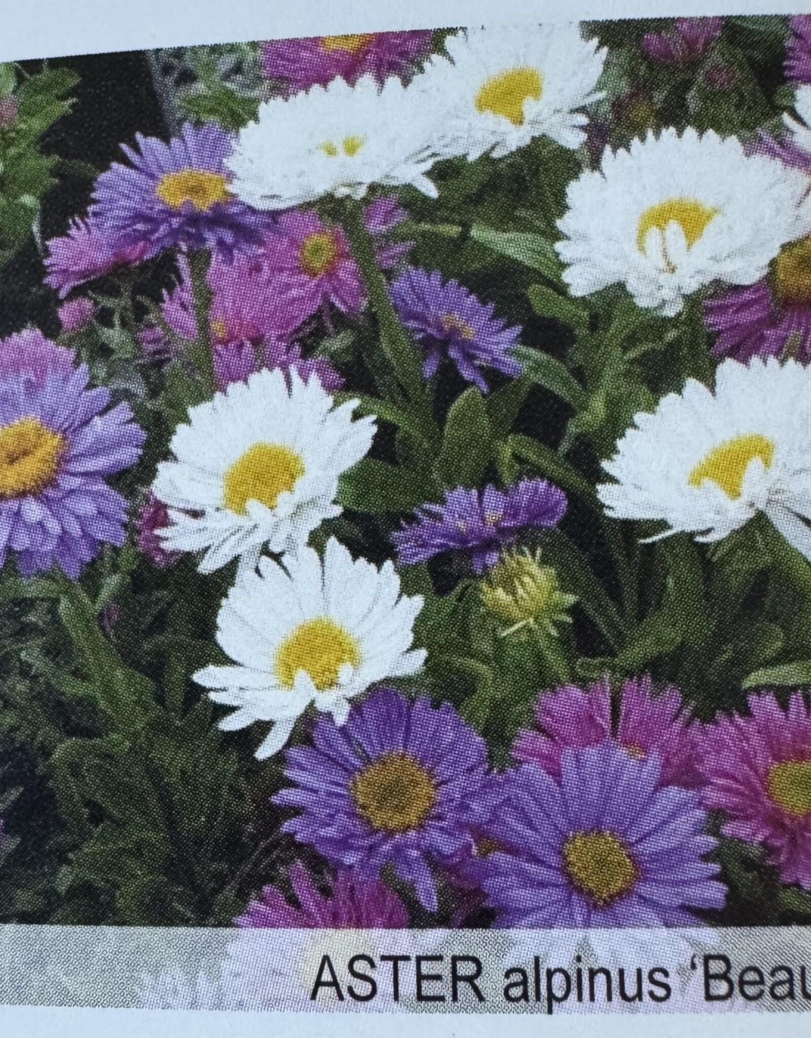 Gulley Greenhouse Aster alpinus 'Beauty Mix' 3.5 in